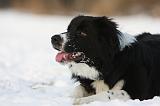 BORDER COLLIE 1166